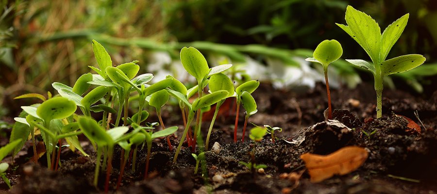 AGRICULTURE BIO, DES GRANDS AUX PETITS AVANTAGES